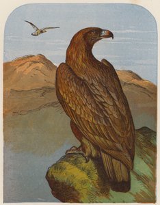 Ørn (fargelitografi) av English School