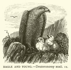 Ørn og unge, 5 Mosebok, xxxii av English School