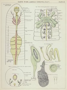 Meitemark, Lumbricus Terrestris (fargelitografi) av English School