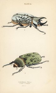 Østlig Hercules bille, Dynastes tityus, hann 1, hunn 2 av English School