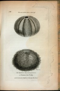 Echinus Esculentus eller vanlig kråkebolle; Det samme med Spines gnidd av, fra 