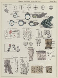 Essbarer Frosch, Rana Esculenta (Farblithografie)