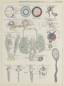 Spiselig frosk, Rana Esculenta (farge litho) av English School