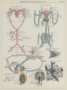 Spiselig frosk, Rana Esculenta (farge litho) av English School