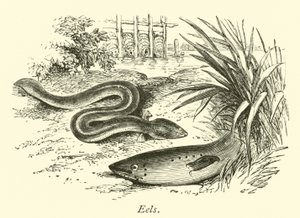 Aale von English School