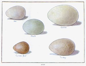 Egg (fargelitografi) av English School