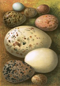 Egg av English School