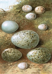 Egg av English School