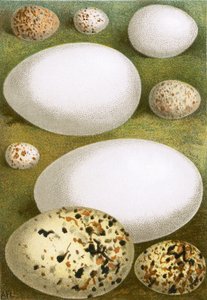 Egg av English School