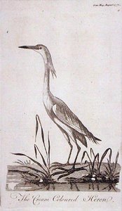 Egret, fra 