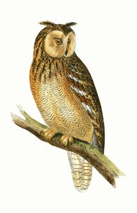 Egyptian Eared Owl, illustrasjon fra 