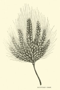 Ägyptischer Mais von English School