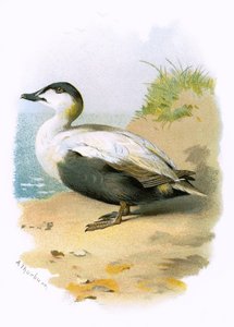 Ærfugl