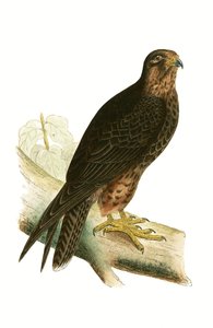 Eleonora Falcon, illustrasjon fra 