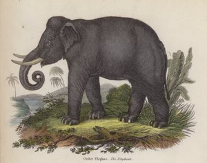 Elefant (farget gravering)