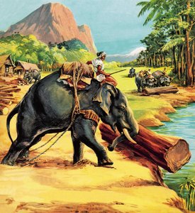 Elefant. Illustrasjon fra Elephant Bill av Liuet. Oberst J. H. Williams