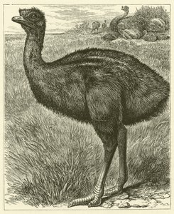 Emu (gravering) av English School