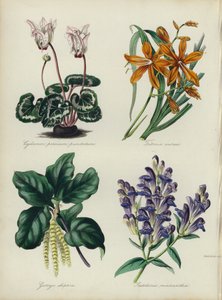 Engelsk blomsterhage: Cyclamen persicum punctatum, Tritonia aurea, Garrya elliptica, Scutellaria macrantha (farge litho) av English School