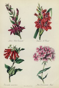 Engelsk blomsterhage: Lobelia "Belle Pyramide", Gladiolus "M Blouet", Bouvardia aurantiaca, Phlox Drummondii Mayii av English School