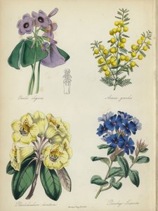 Engelsk blomsterhage: Oxalis elegans, Acacia grandis, Rhododendron lanatum, Plumbago Larpentae (farge litho) av English School