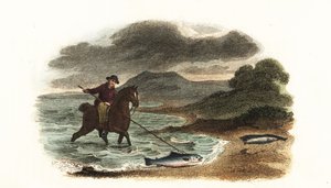 Den engelske fiskeren Graham jakter på laks i grunnen, montert på hesteryggen med et 5 meter 3-greners spyd av English School