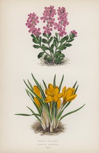Erinus Alpinus; Crocus Aucheri (farge litho) av English School