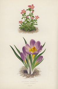 Erythraea Aggregata; Crocus Sieberi (farge litho) av English School
