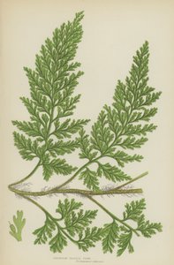 European Bristle Fern (farge litho) av English School