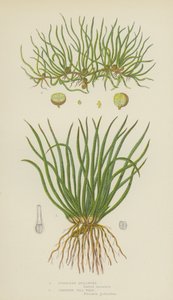 European Quillwort, Creeping Pill-Wort (farge litho) av English School