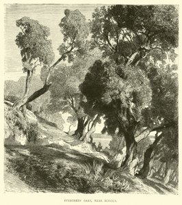 Evergreen Oaks, nær Sciacca av English School