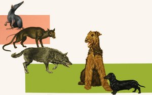 Evolusjon av hunden. av English School