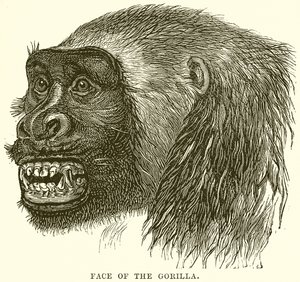 Gorillaens ansikt av English School