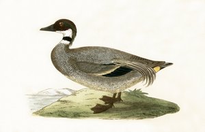 Falcated Teal, illustrasjon fra 