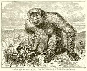 Kvinnelige Gorilla og Young av English School