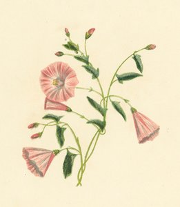Feltkonvolvulus, Convolvulus Arvensis (fargelitografi) av English School