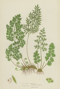 Fine Leaved Gymnogram, Persillebregne (farge litho) av English School