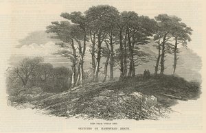 Graner nær nordenden, Hampstead Heath av English School