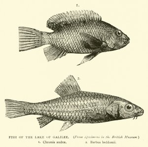 Fisk fra Galileasjøen av English School