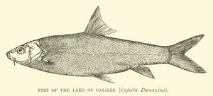 Fisk fra innsjøen Galilea, Capoeta Damascina av English School