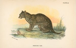 Fiske-Katt av English School
