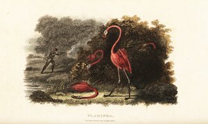 Flamingoer ser forbauset på mens deres følgesvenner blir slaktet av en jeger av English School