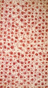 Floral Endpaper håndfarget gravering. av English School