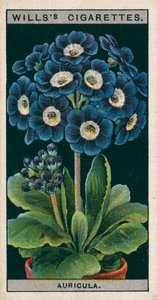 Blomsterkultur i potter: Alpine Auricula (chromolitho) av English School