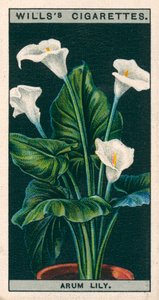 Blomsterkultur i potter: Arumlilje eller Richardia (chromolitho) av English School