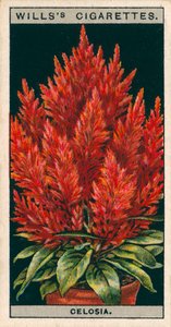Blomsterkultur i potter: Celosia (chromolitho) av English School