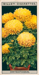 Blomsterkultur i potter: Dvergkrysantemum (chromolitho) av English School