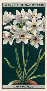 Blomsterkultur i potter: Ornithogalum (chromolitho) av English School