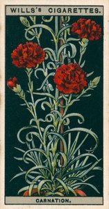 Blomsterkultur i potter: Evigblomstrende nellik (chromolitho) av English School