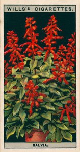 Blomsterkultur i potter: Salvia (chromolitho) av English School