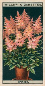 Blomsterkultur i potter: Spiraea (chromolitho) av English School